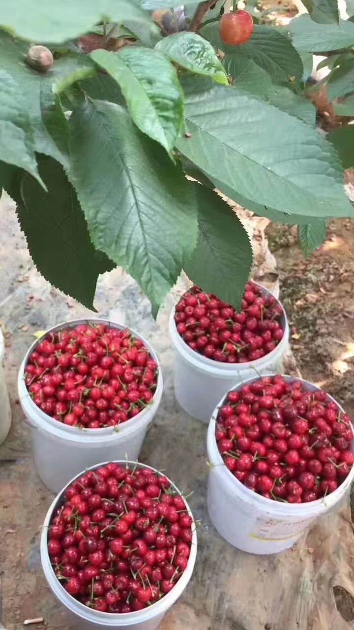 红灯樱桃  自家果园现摘，山东樱桃美早大果，新鲜应季水果香甜可口