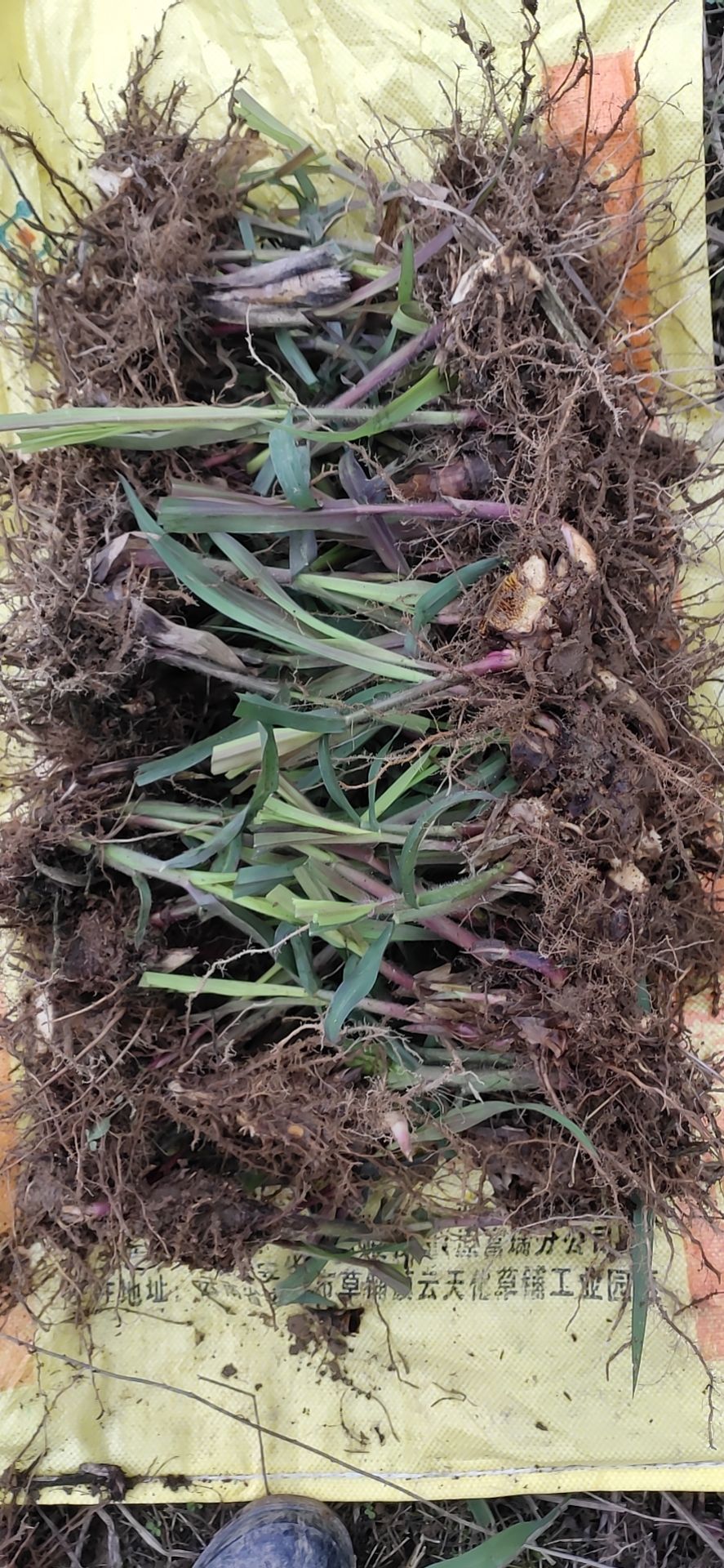 狼尾草  金银草