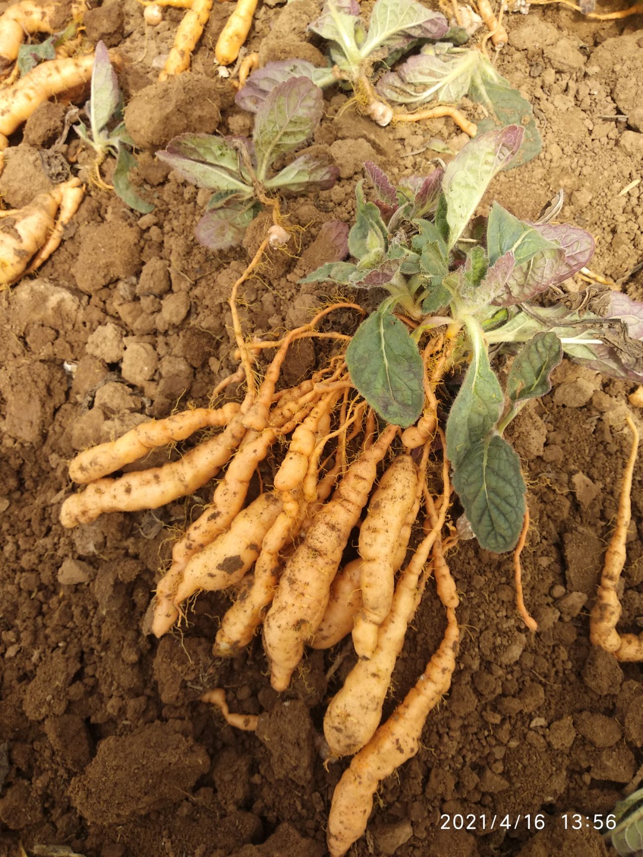 鲜地黄  地黄       地黄栽子21年新地黄种有脱毒三号，吨王等