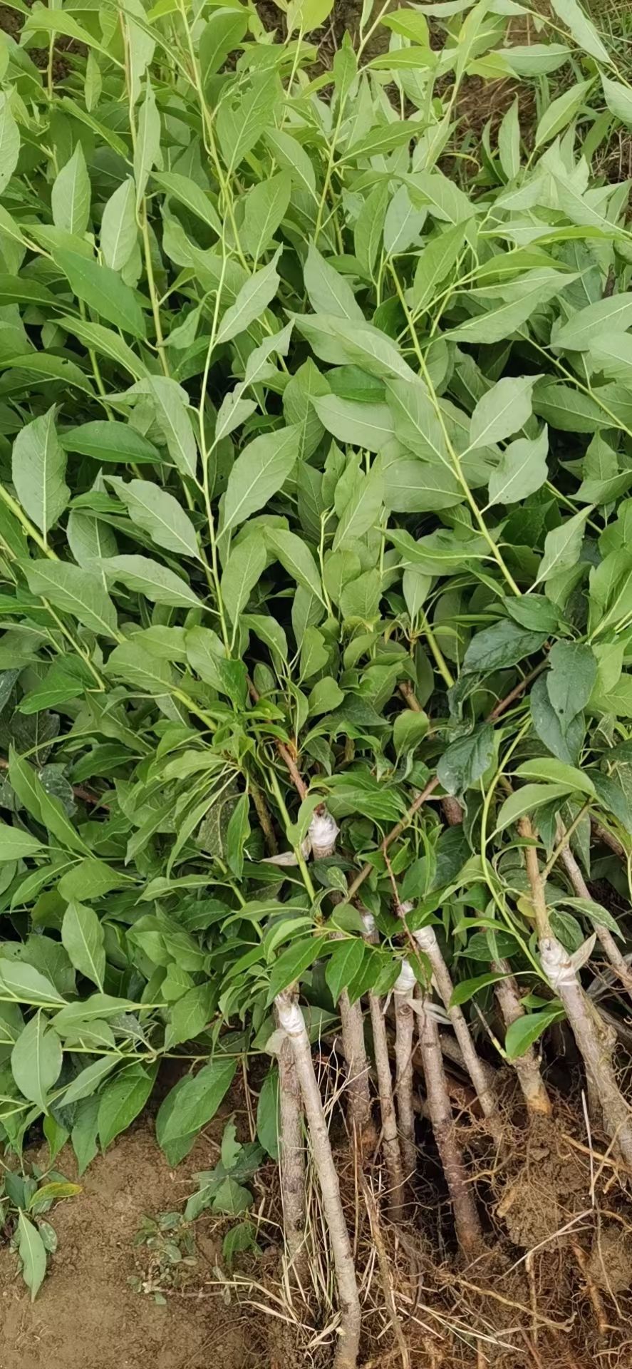 银妃三华李苗  三华李苗，银妃三华李 晚熟三华李 早熟三华李