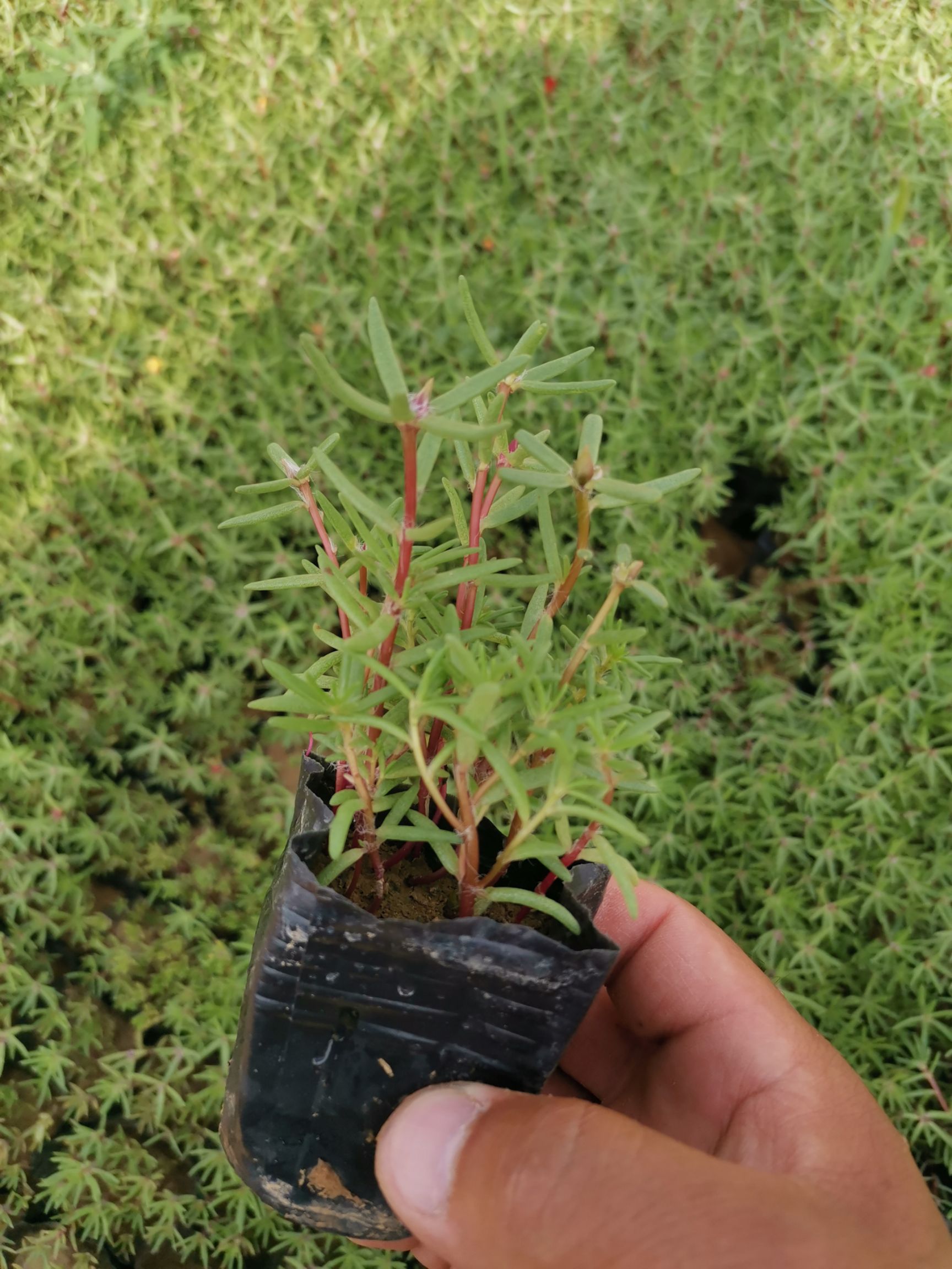 草花  优质太阳花 多色太阳花 场地直发 量大优惠