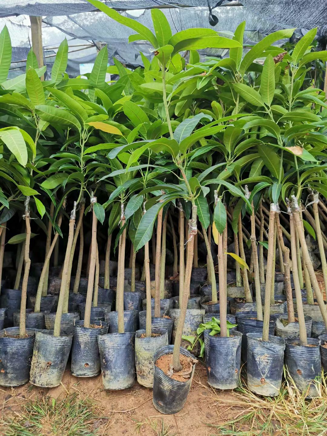 金煌芒果苗，