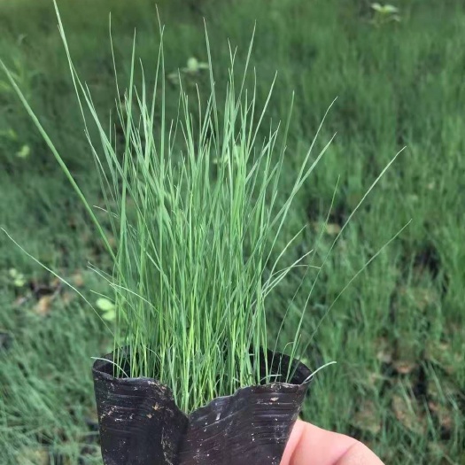 青州市粉黛乱子草