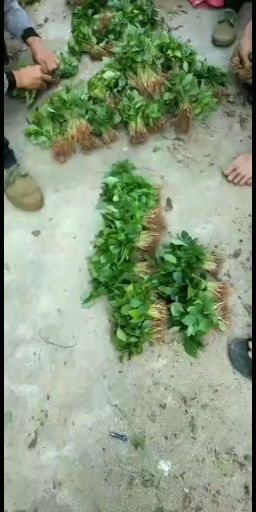 广西古龙大红八角树苗小苗幼苗种子苗入杯育苗用10000棵起批
