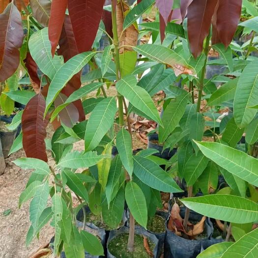 普宁市芒果苗  实生四季中杯苗