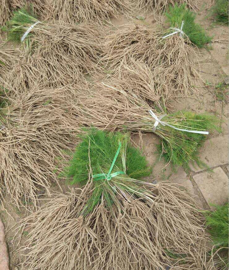 芦笋种苗 芦笋苗  基地现挖芦笋大苗批发