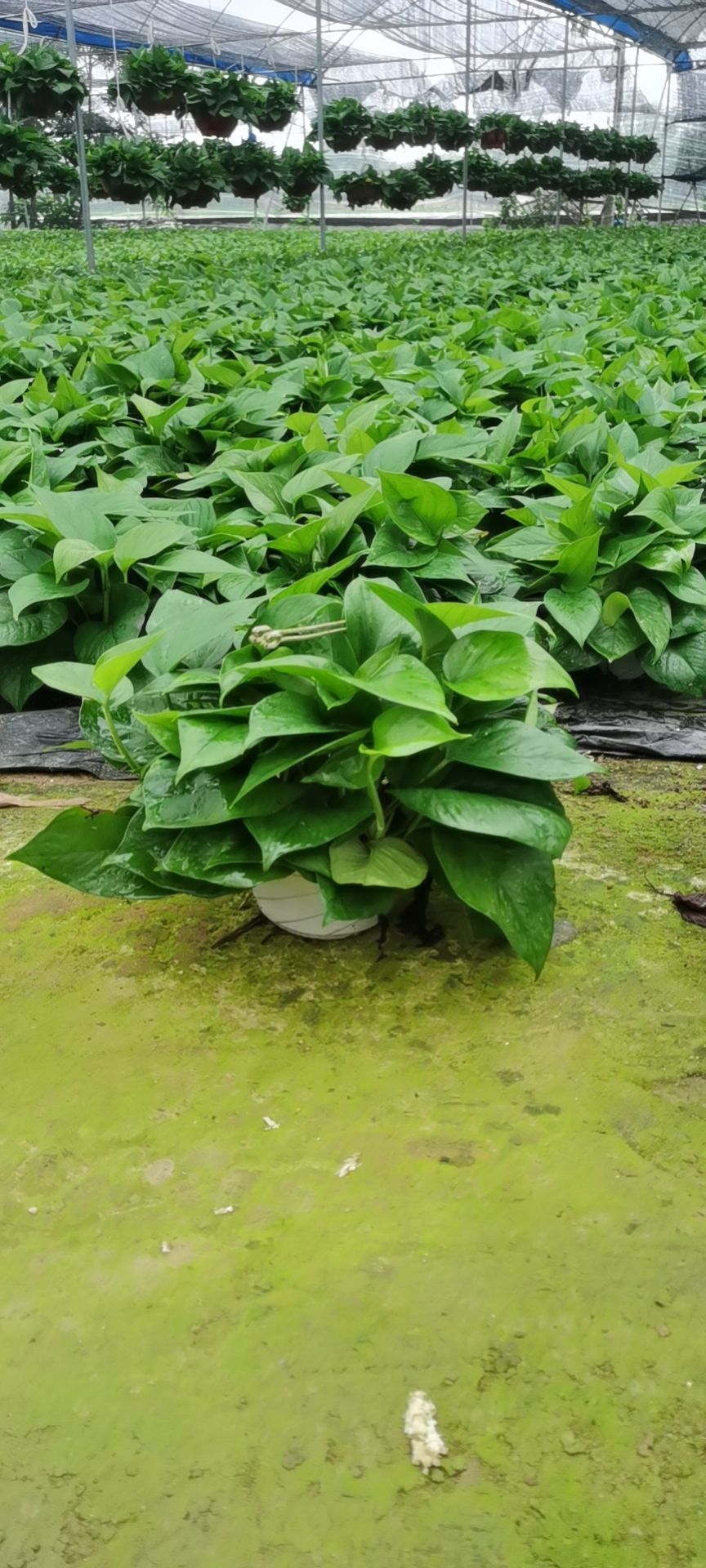 绿萝盆栽苗木花草室内观叶植物净化空气办公家居装饰