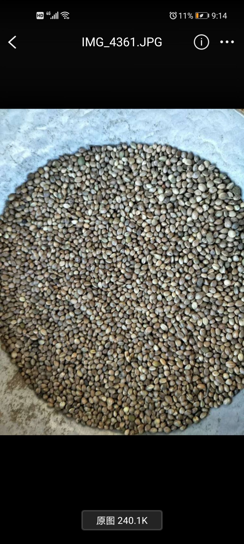火麻籽 火麻子火麻仁中药材粮食批发大货常年供