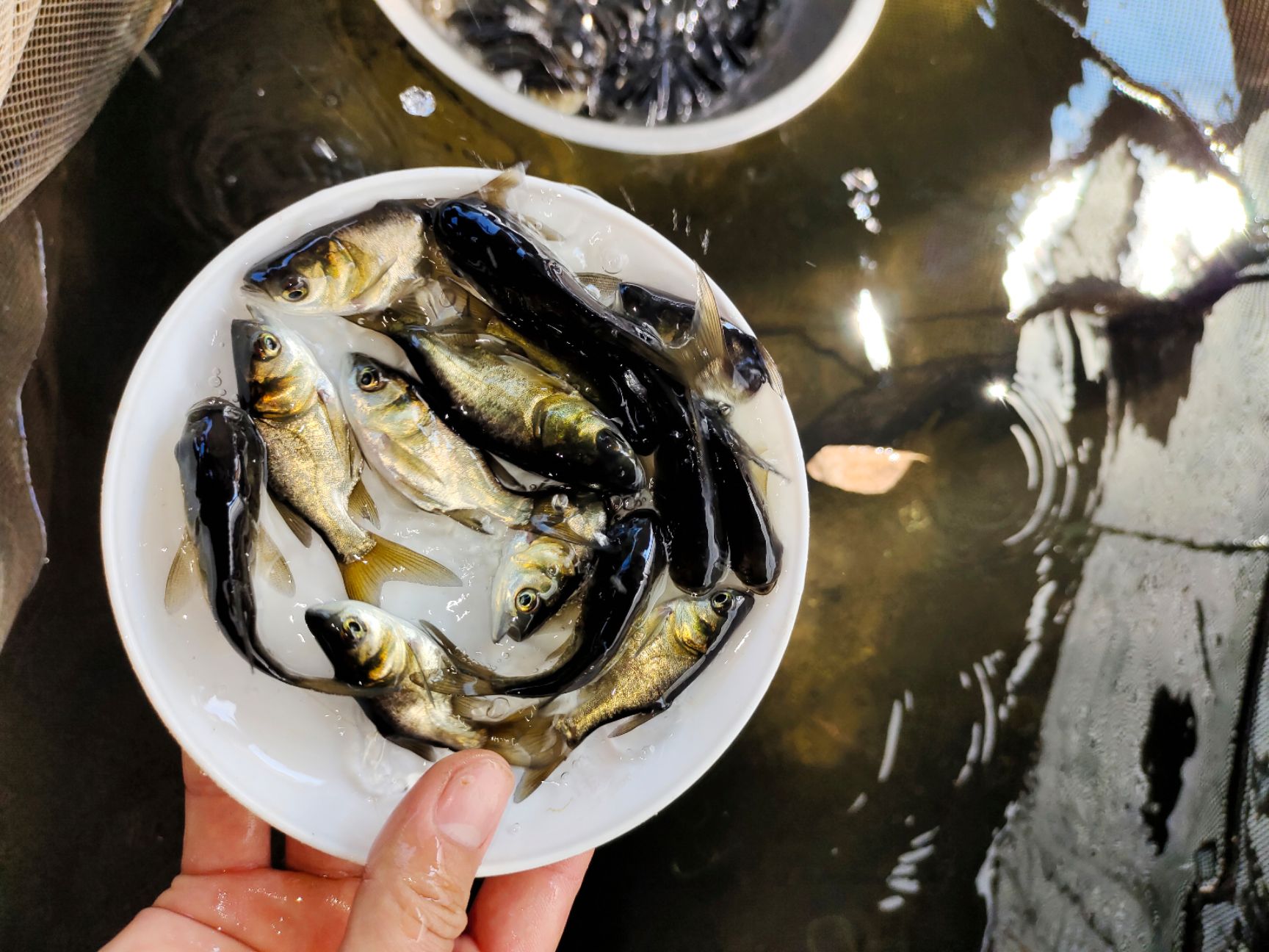 大头鱼，缩骨大头鱼苗