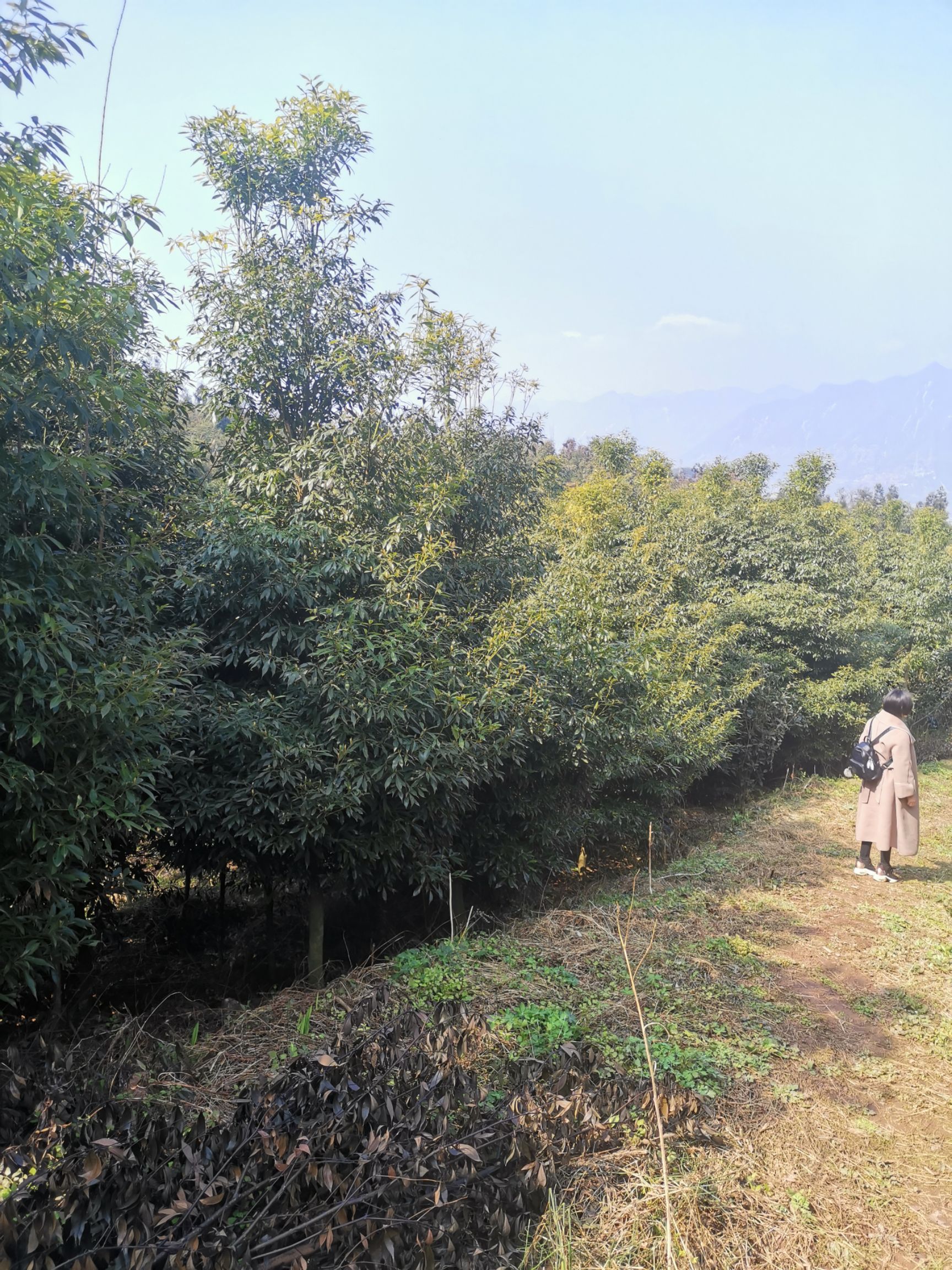 楠木，小叶楠木  桢楠 ，金丝楠木