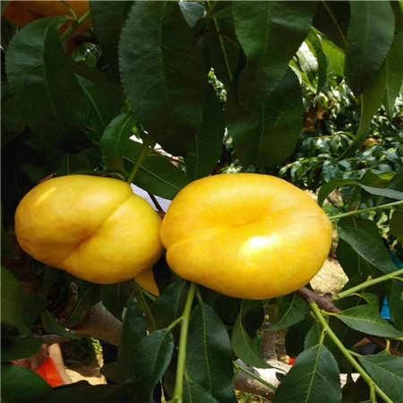 黄蟠桃  油蟠7号桃批发