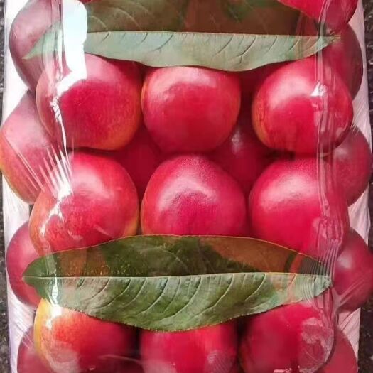 盖州市红油桃  辽南油桃