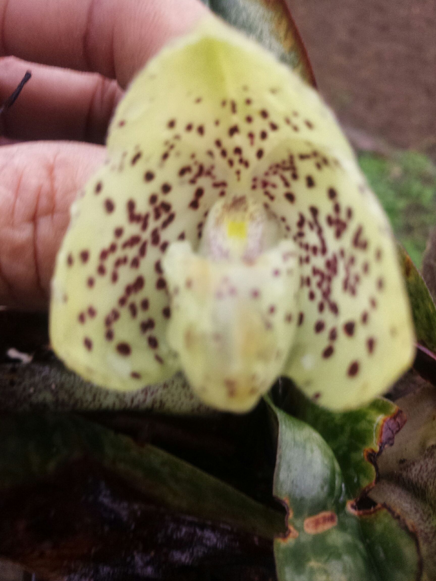 莲瓣兰 玉女兒兰