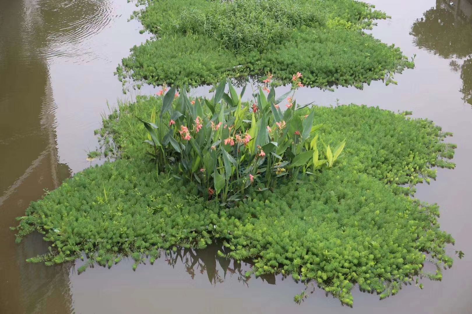 生态浮床  美化环境，污水治理的效果