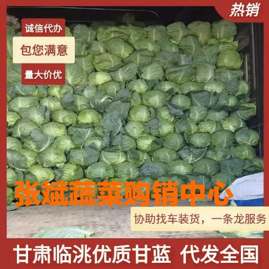 临洮县包菜  甘蓝