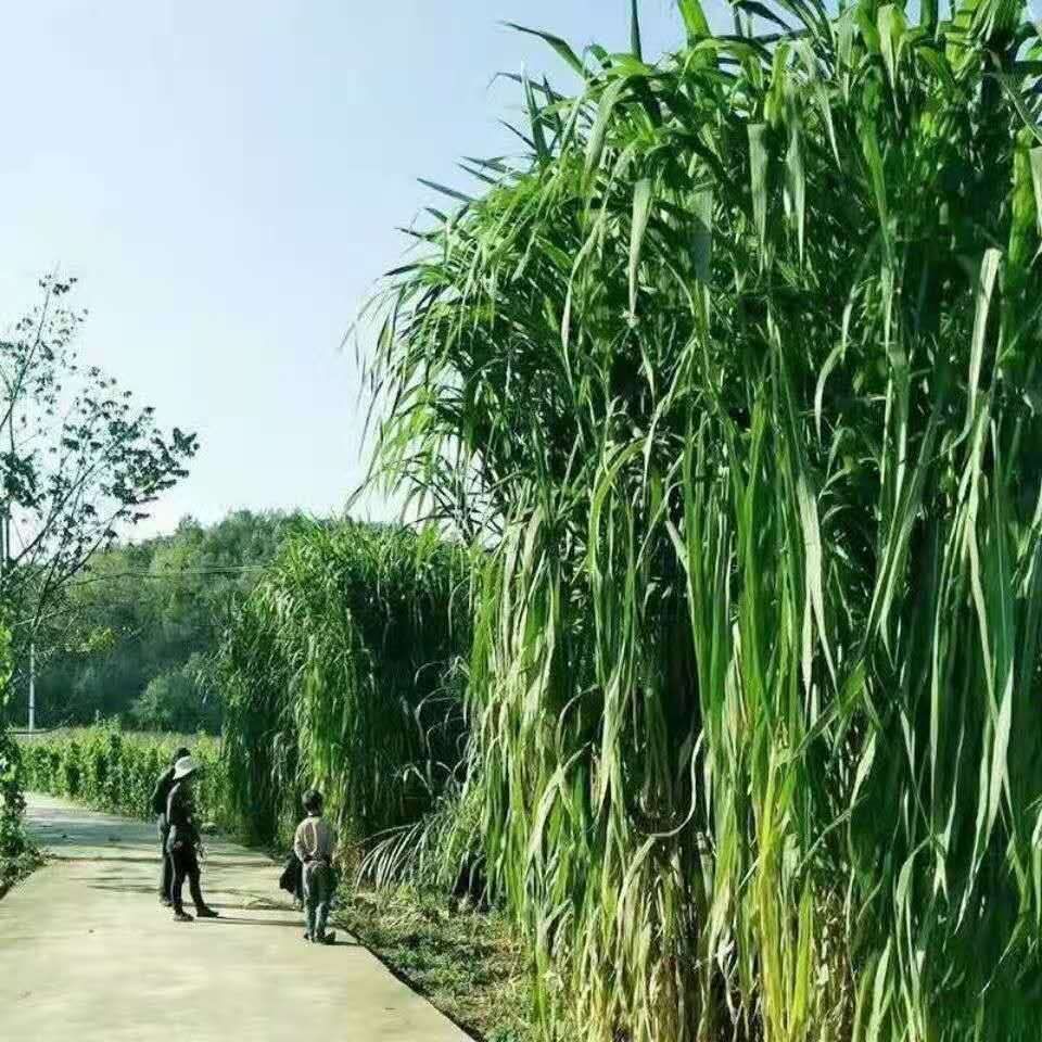 狼尾草  金银草
