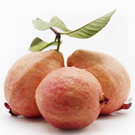 番石榴苗，胭脂红番石榴苗