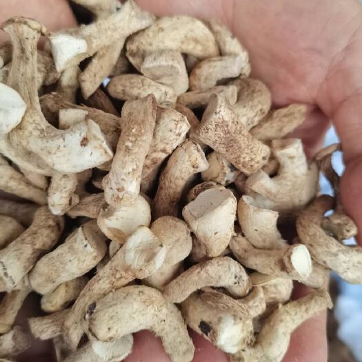 泌阳县野生香菇  香菇脚香菇腿干货双剪干净