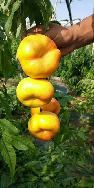 黄蟠桃  油蟠7号桃批发