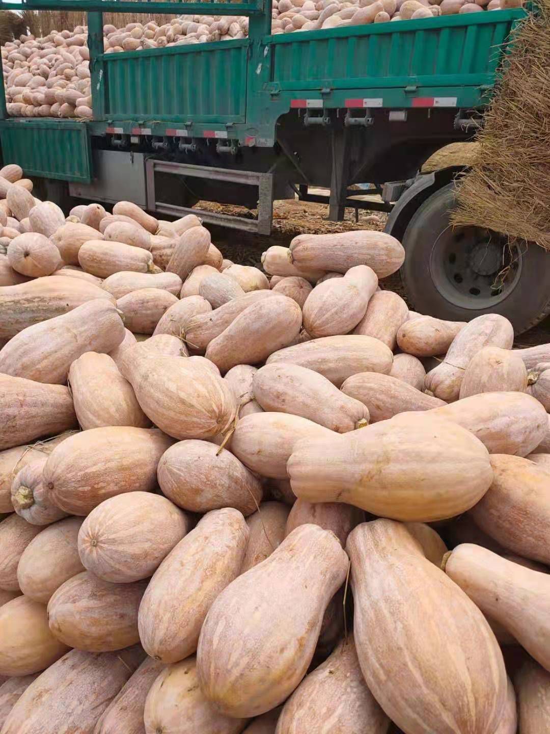 蜜本南瓜  超级好吃超甜超面蜜本  全国发货基地直供