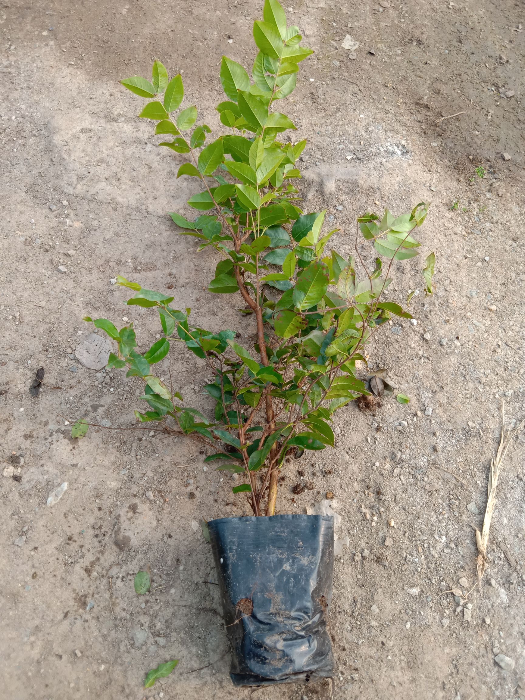  四季嘉宝果苗红妃嘉宝果树葡萄庭院盆栽果树苗