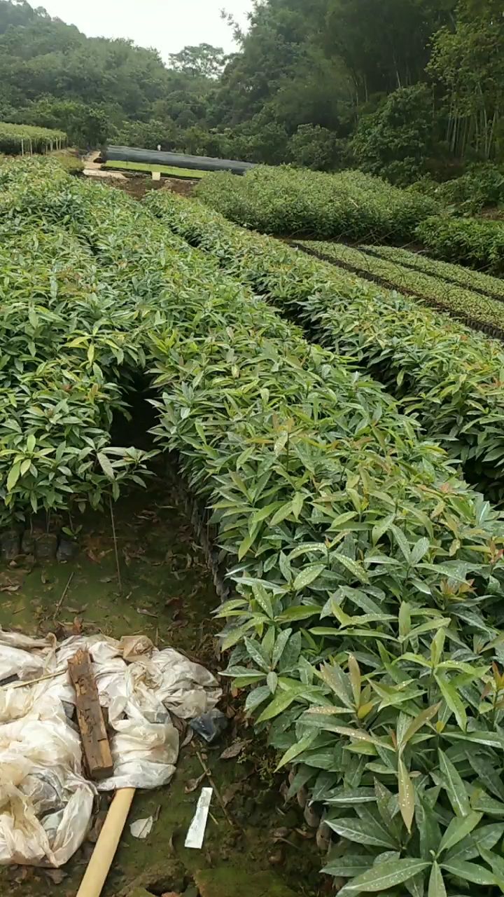 木荷苗，木荷小袋苗，