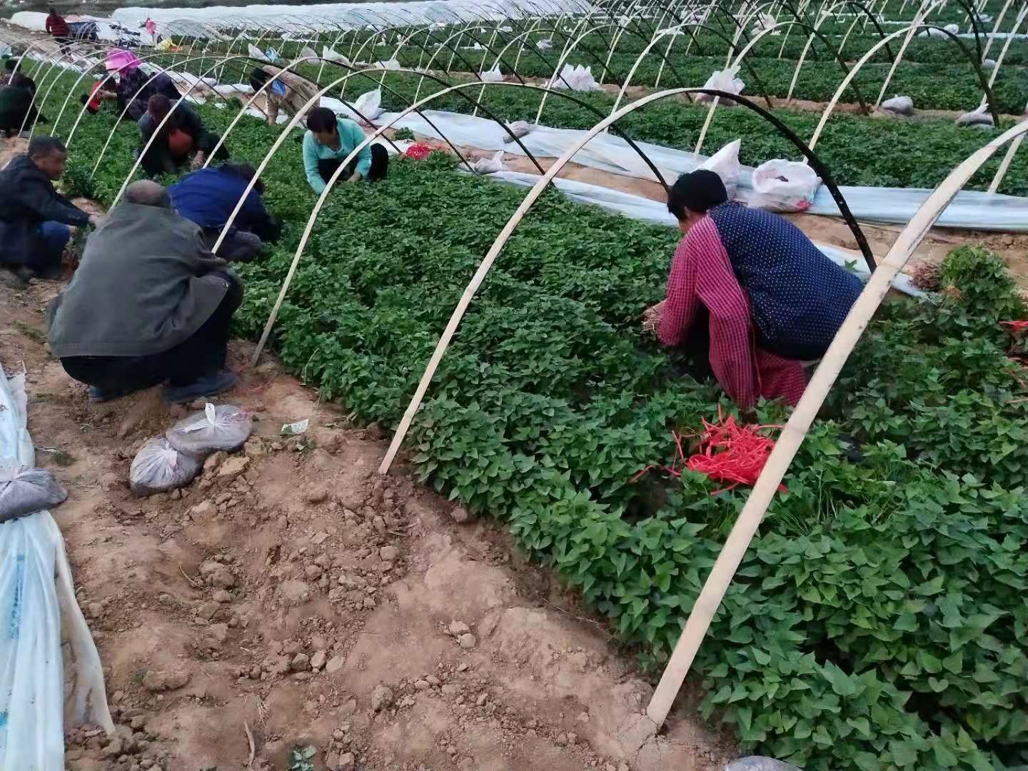 商薯19红薯苗 红薯苗