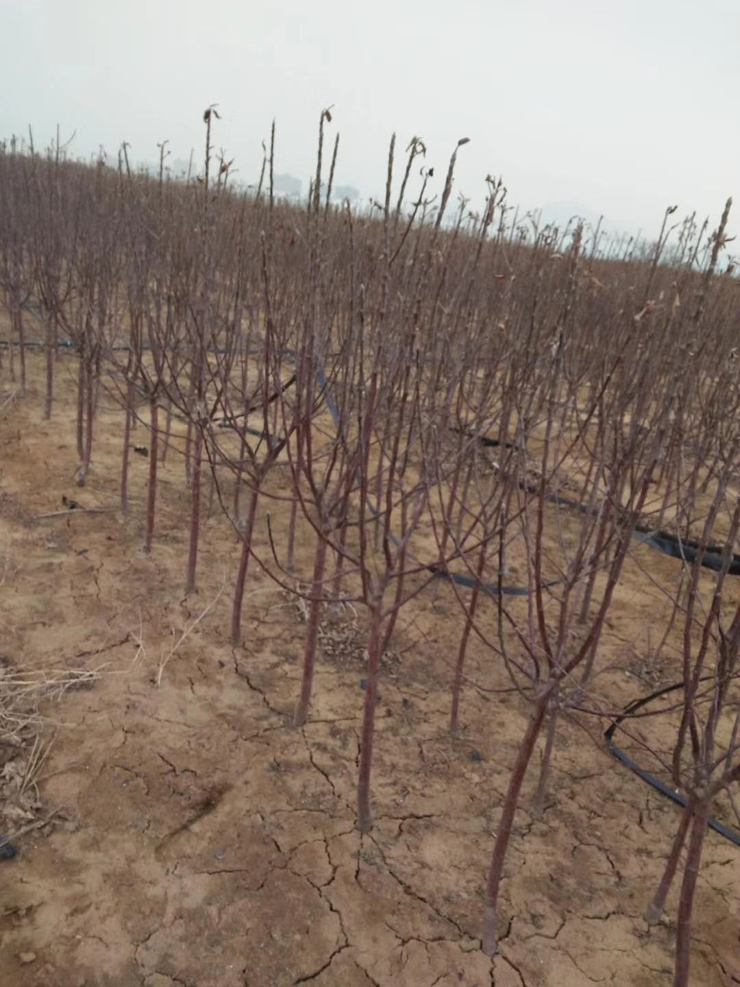 寒富苹果树苗  清地处理捡便宜的联系，占地小树。