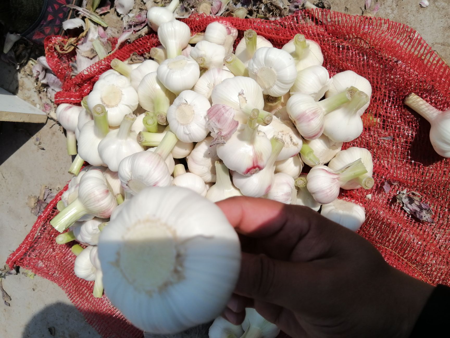 白皮蒜  扒皮蒜，精品扒皮蒜，产地直供，货源充足