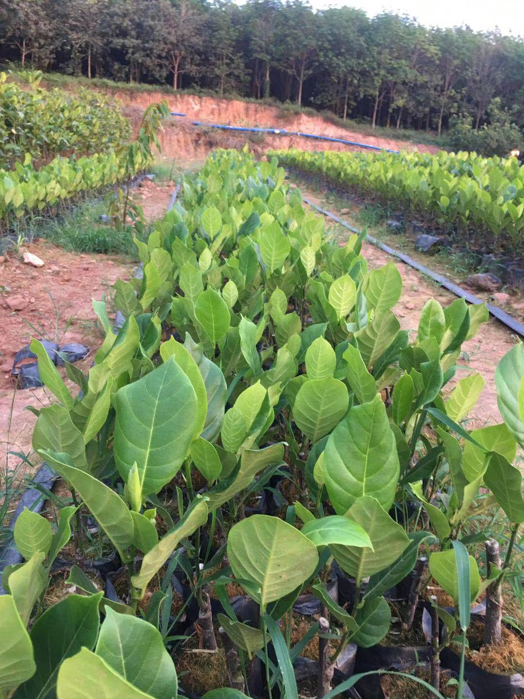 榴莲蜜树苗  新品种：长孟尖榴莲蜜苗。特点耐寒