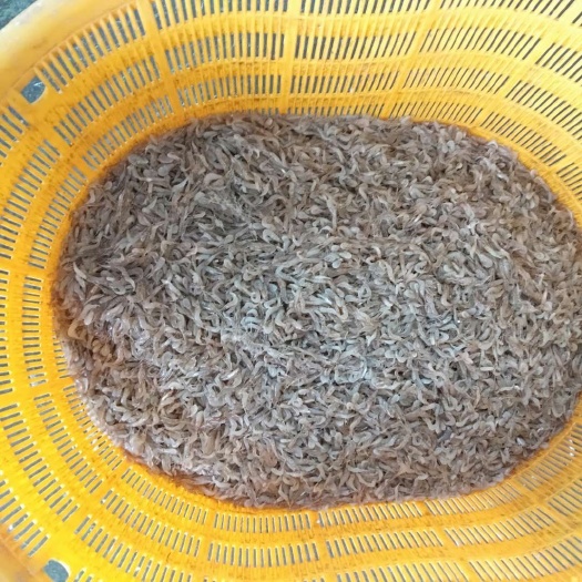 阳春市白米虾 水库虾米，肉嫩仔