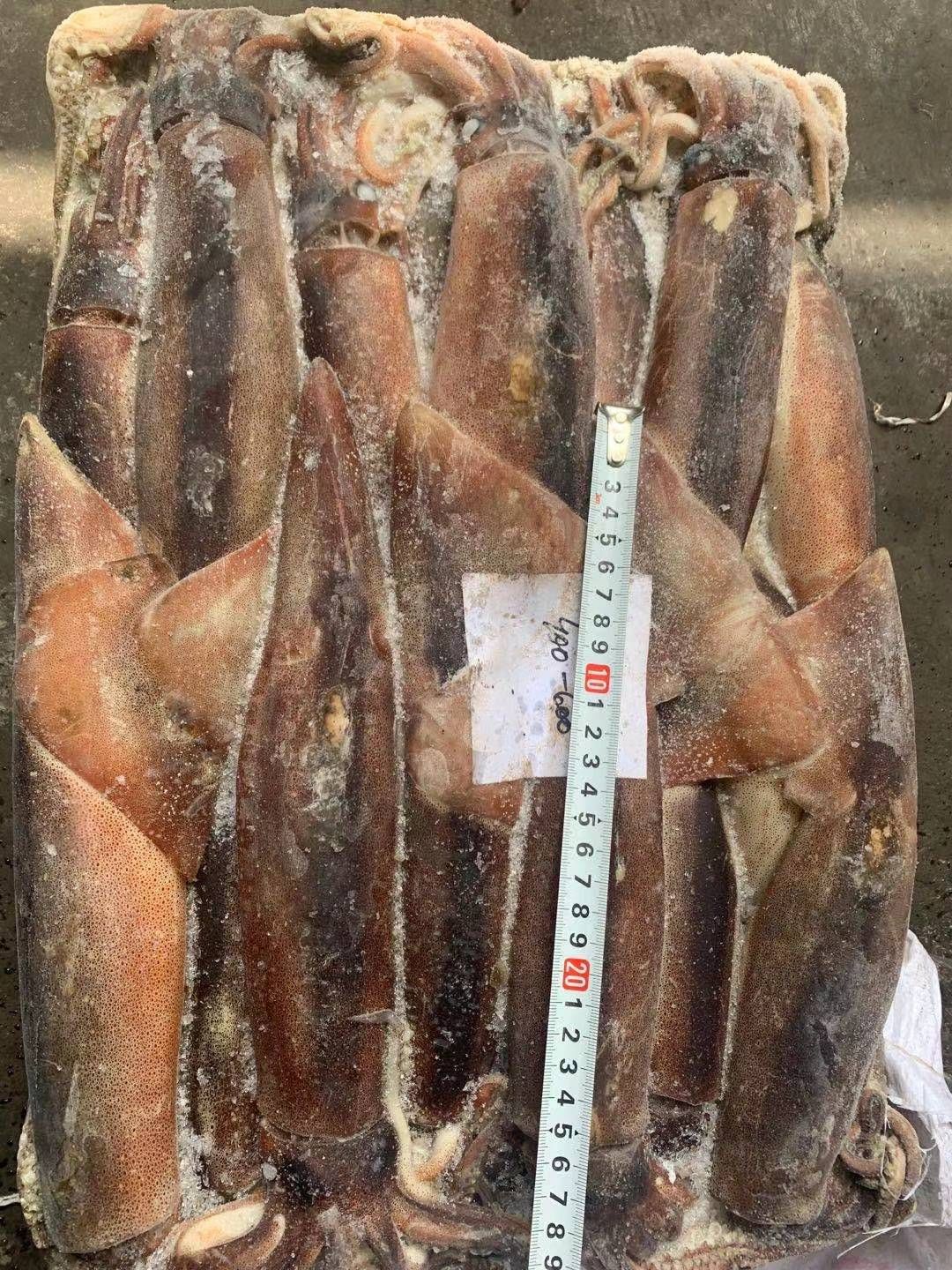 枪乌贼  鱿鱼 船冻鱿鱼 阿根廷鱿鱼 400-600g/条