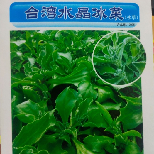 冰草种子  水晶冰菜 口感新鲜，冰冰爽爽，常凉
