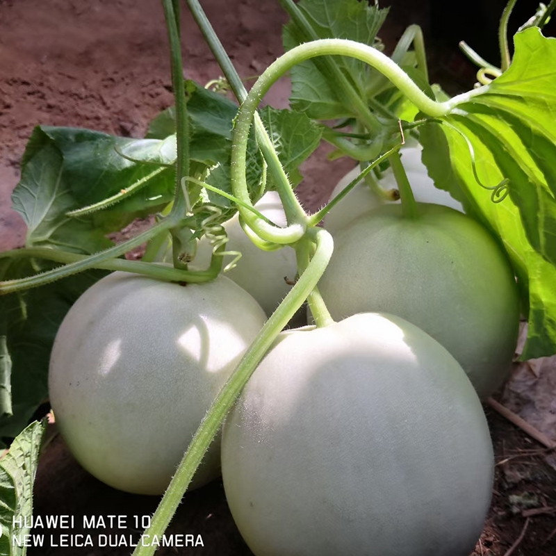 甜瓜 山东省聊城市莘县 一级果 