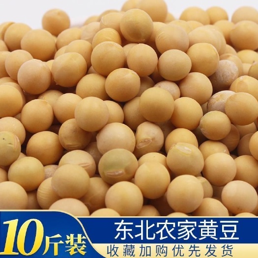 五常市 东北特产非转基因黄豆农家自种黄豆黑龙江大豆生豆芽打豆浆专用豆