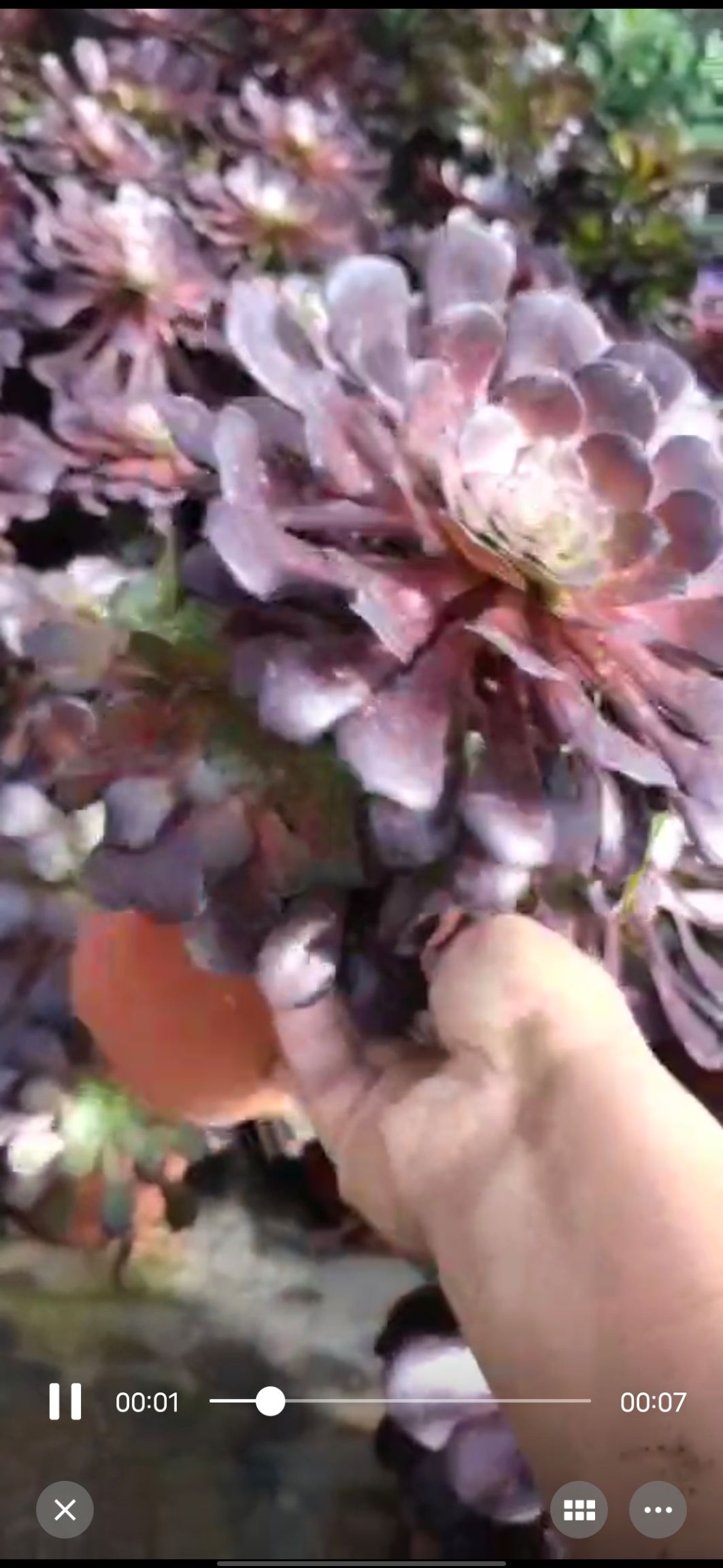 黑法师 多肉法师  黑暗萝莉