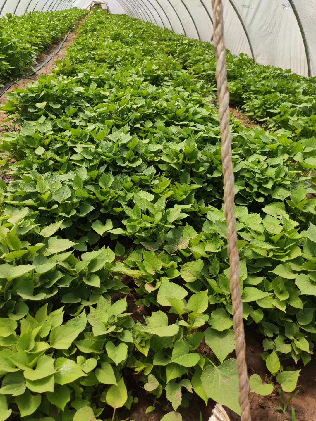 龙薯9号红薯苗  红薯苗，地瓜苗，龙薯九号红薯苗