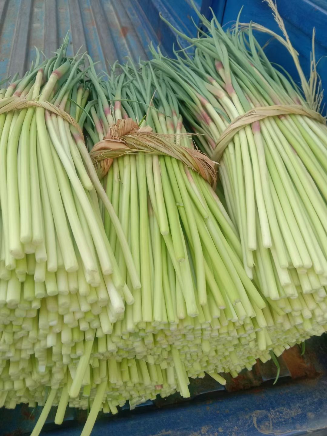 邳州红帽蒜苔（头岔中期苔）大量上市中