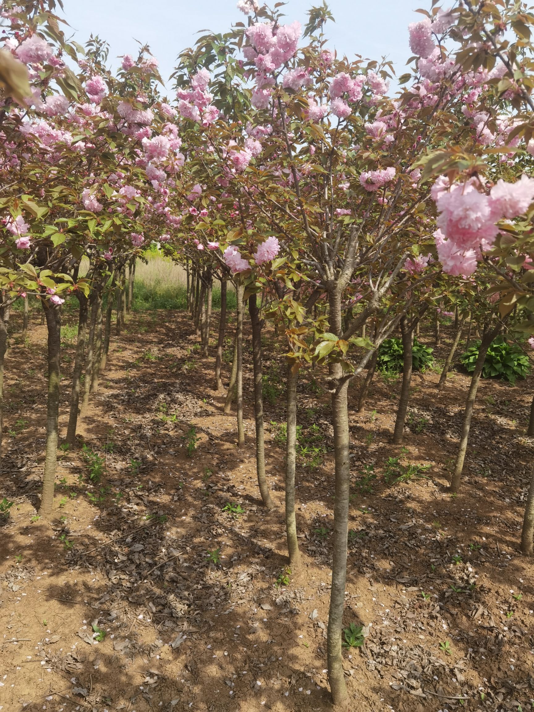 日本红叶樱花 樱花 基地 大量出售 各种规格