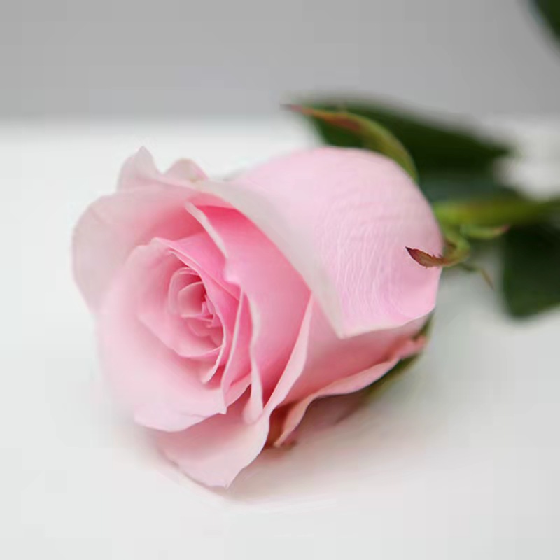 玫瑰苗  云南昆明基地直供粉色玫瑰花苗大花型玫瑰四季开花成活率高