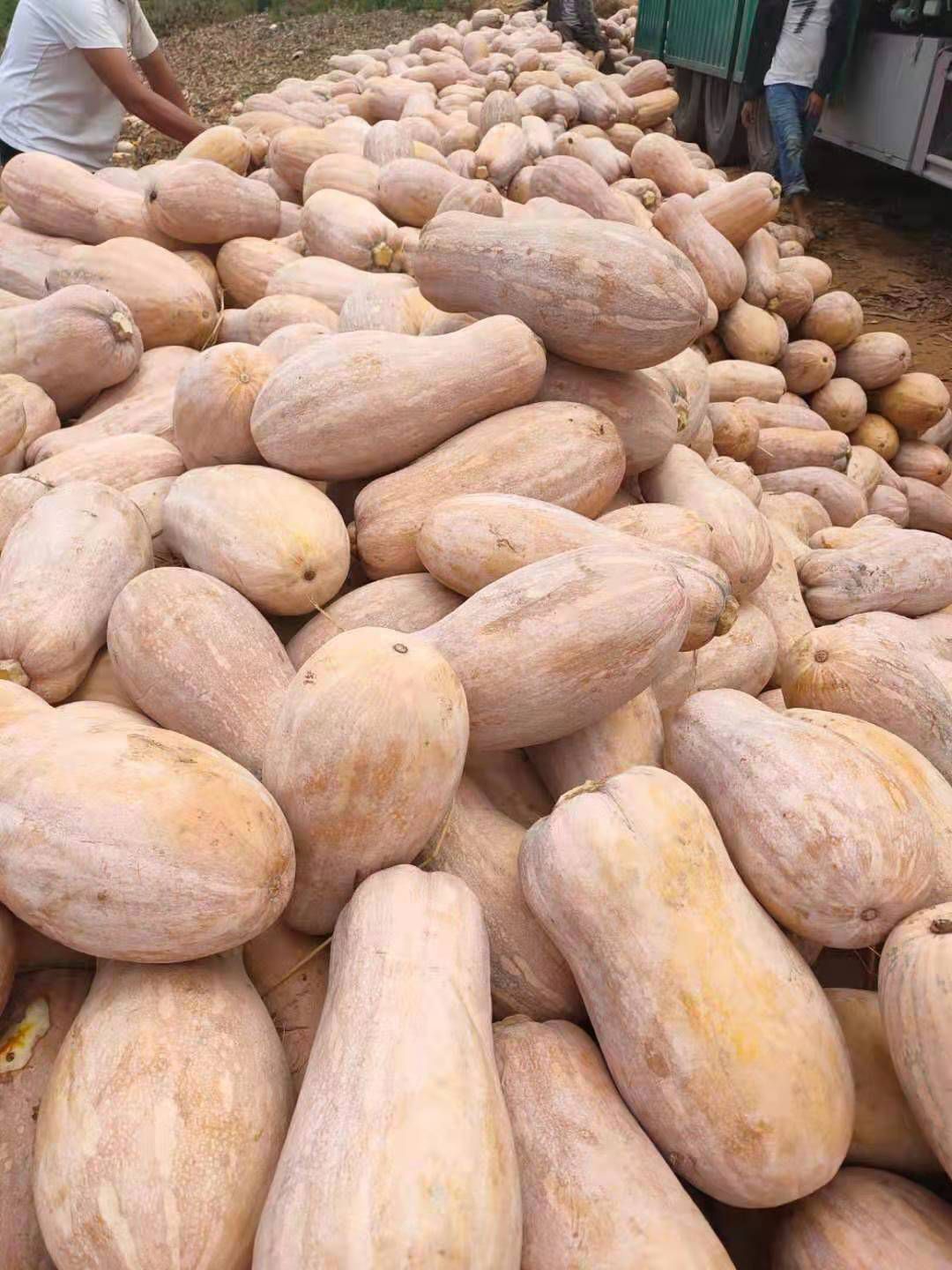 蜜本南瓜  超级好吃超甜超面蜜本  全国发货基地直供