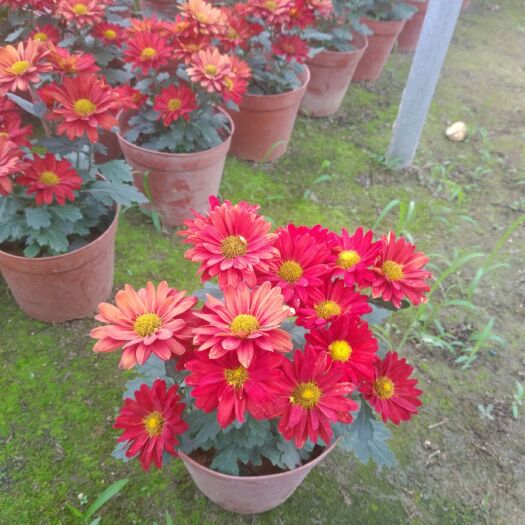 佛山菊花苗 