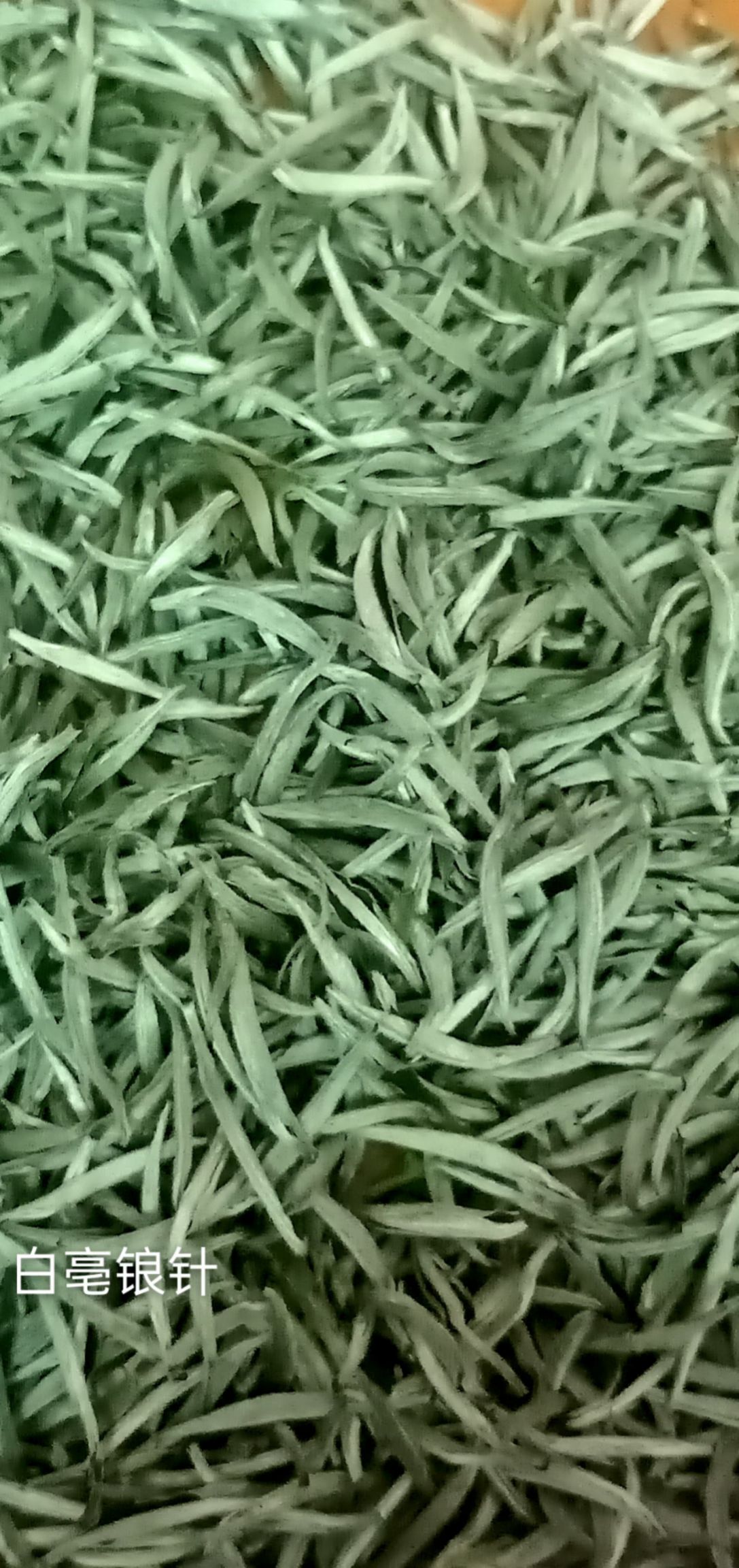 2021头採白毫银针