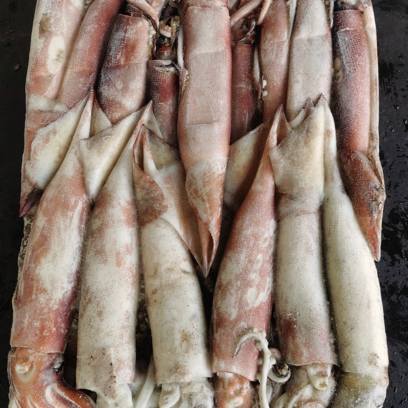 鱿鱼整条船冻鱿鱼北朝鱿鱼原汁无泡发新鲜速冻30斤/件