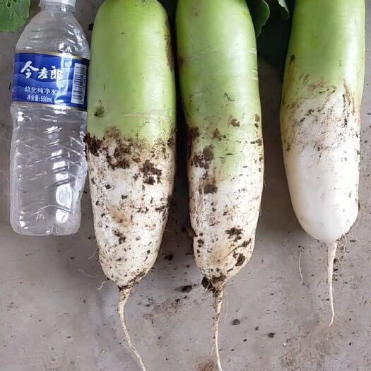 新野县青萝卜