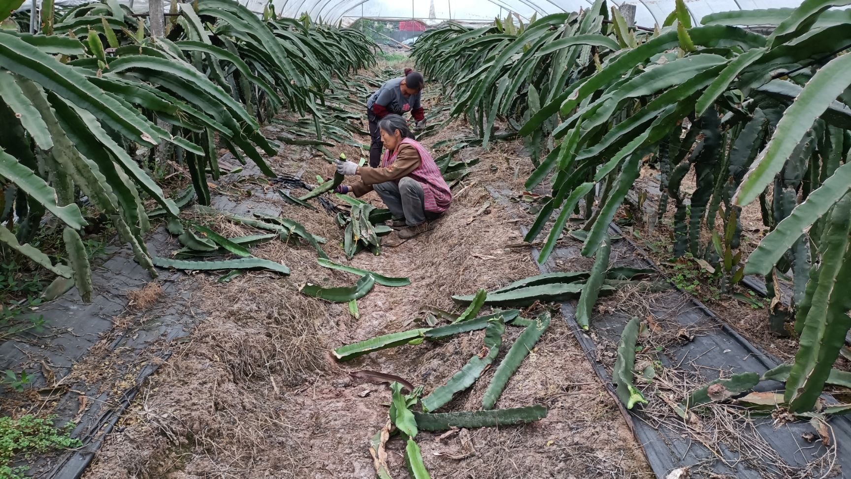  红心、水晶系列火龙果苗