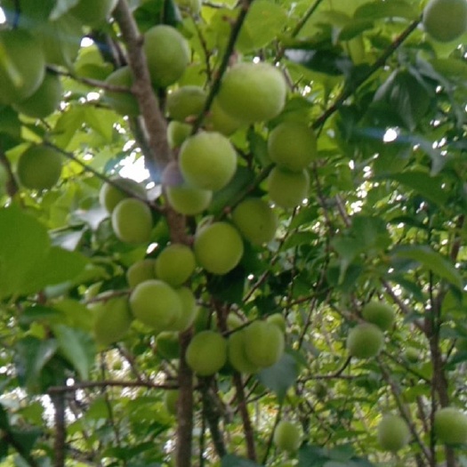 本地大量青梅出售