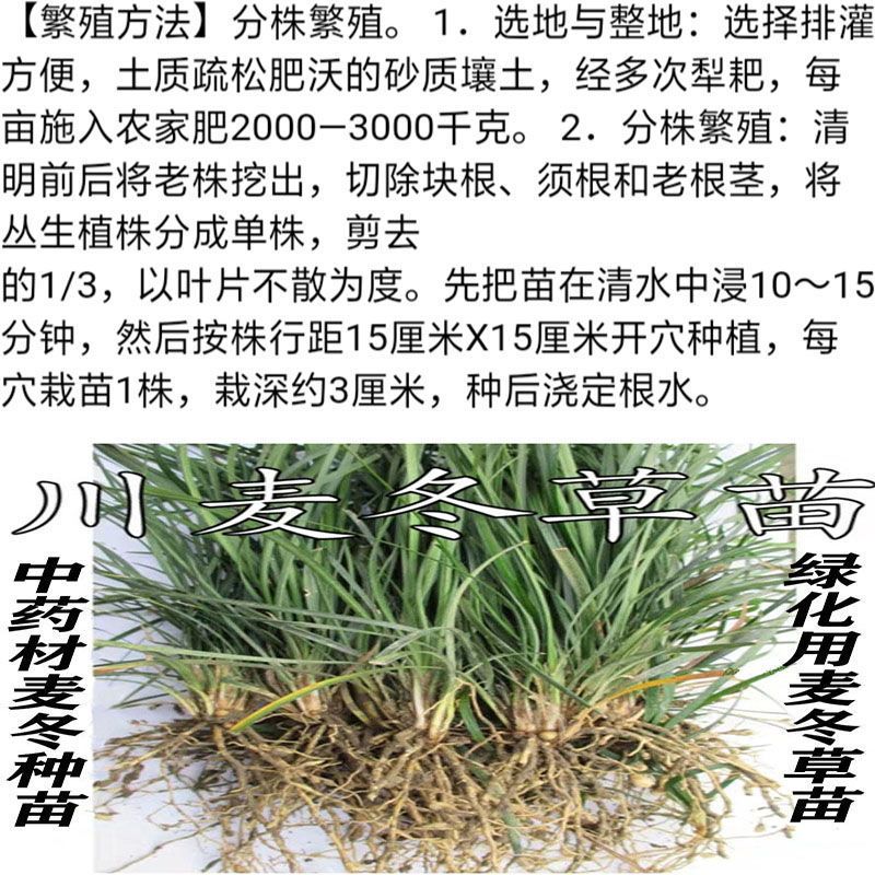草坪真草绿化中药材麦冬种苗麦冬草四季青又名沿阶草玉龙草四季青