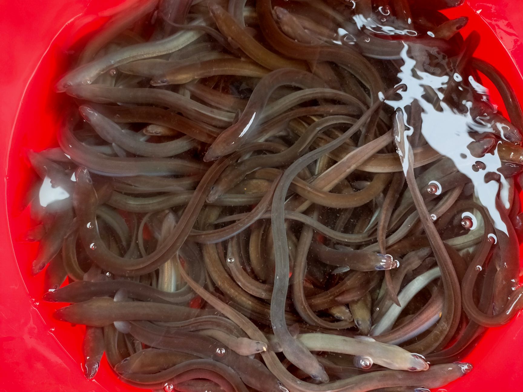 【鳗鱼苗】精选鳗鱼苗 白仓苗 淡水白鳝苗 量大从优