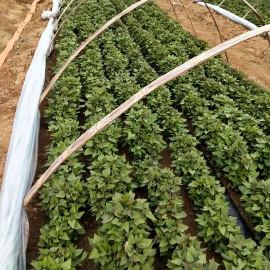 禹州市商薯19红薯苗 红薯苗